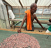 Solomon cacao farmer