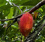 cacao