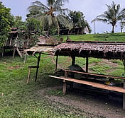 Solomon cacao