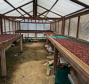 Solomon cacao