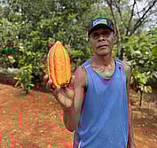 Solomon cacao farmer