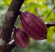 cacao