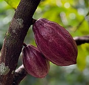 cacao