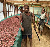 Solomon cacao farmer