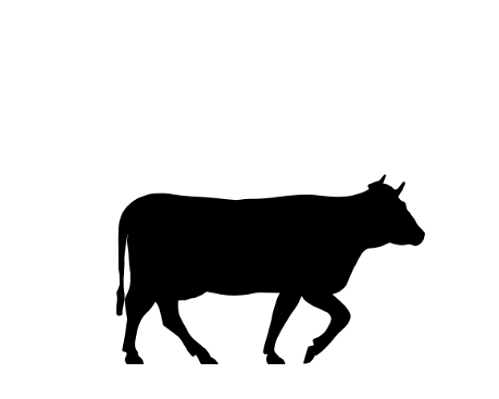 Vector image Heifer