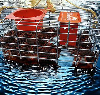 Crayfish Pots