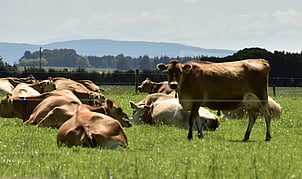 Case Study 4 - Upper Aparima Catchment GroupDairyRolling to flat country 