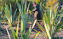 Planting Days