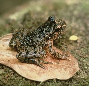 HOCHSTETTER FROG