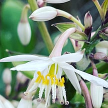 Natives For Your Garden - Come visit our nursery to get inspired by our seasonal range of native plants for your garden or landscaping projects.We are happy to share our expertise and knowledge, to help you decide on the best plants for your project and offer tips on maintenance.