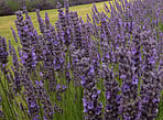 Lavender Plants