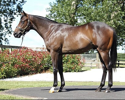 Athletic colt with strong presence who paraded well at Karaka and has settled in quickly. Early breaker with potential to race as a two-year-old before Christmas and target top three-year-old races.