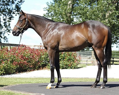 Athletic colt with strong presence who paraded well at Karaka and has settled in quickly. Early breaker with potential to race as a two-year-old before Christmas and target top three-year-old races.