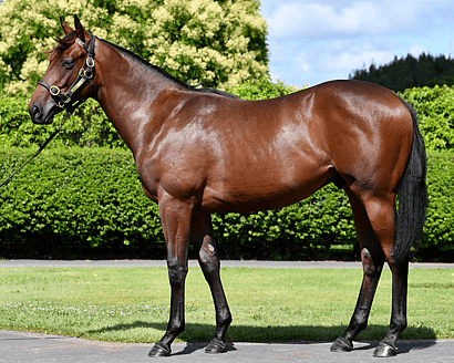 Colt by leading second-season sire Hello Youmzain, purchased for $60,000, with a speed-laden pedigree suited to the Karaka Millions and elite two-year-old races.