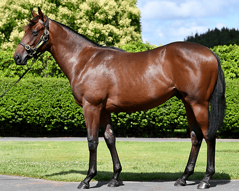 Colt by leading second-season sire Hello Youmzain, purchased for $60,000, with a speed-laden pedigree suited to the Karaka Millions and elite two-year-old races.