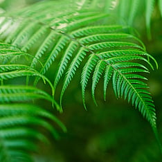 close up of leaves