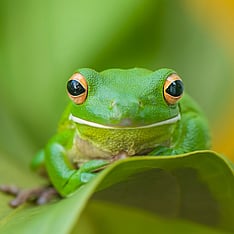 Frog on leaf
