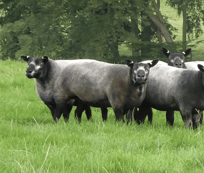 Blue Texel