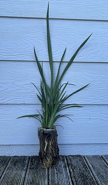 Native plants for wetland planting. The Native Dairy Farmer. Waikato, Waipa, King Country, New Zealand. Revegetation projects.