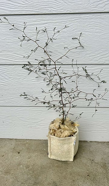 Native plants for primary planting. The Native Dairy Farmer. Waikato, Waipa, King Country, New Zealand. Revegetation projects.