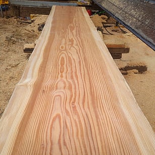 redwood