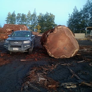 Redwood