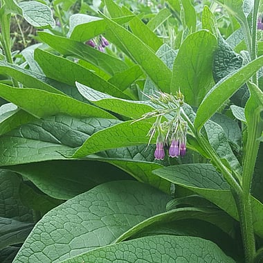 Comfrey | Naturally Herbal