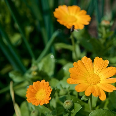 Calendual | Naturally Herbal 