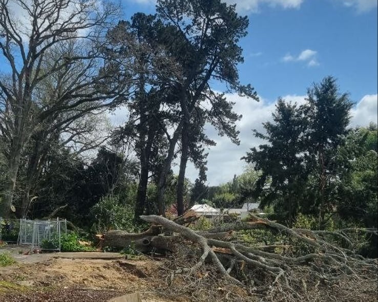 Trees and branches cleared from a section