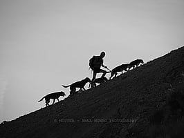 Shepherd and team of 5 farm dogs climb up steep mountainside. Autumn Merino Muster.  Lake Heron Station, Canterbury High Country, New Zealand