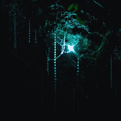 A close up of a Glow Worm