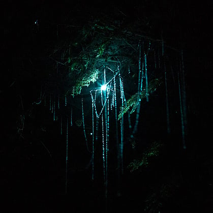 A close up one a cluster of glow worms