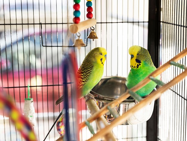 Montessori practical life: caring for classroom birds