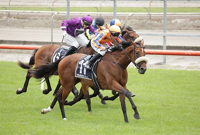 Born To Be Royal will contest the Gr.2 David & Karyn Ellis Fillies Classic (2100m)   - Photo: Kenton Wright (Race Images)