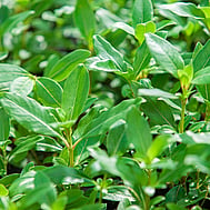 Native plants grown by Ngaroma Natives. Nursery in Ngaroma, King Country, New Zealand. Image of Putaputaweta - Marbleleaf