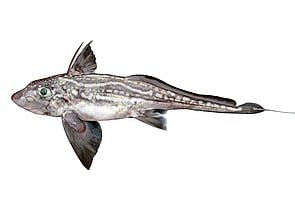 Other Species - View all