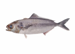 Silver Warehou - Seriolella punctata