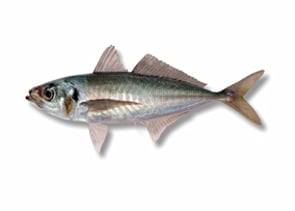 Jack Mackerel - Trachurus declivis