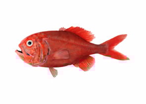 Orange Roughy  - Hoplostethus atlanticus