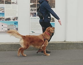 What do you do when you have no motivation to train your dog?