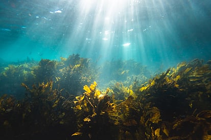 SEAWEED