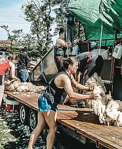 woolhandling