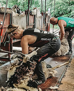 Women's Shearing