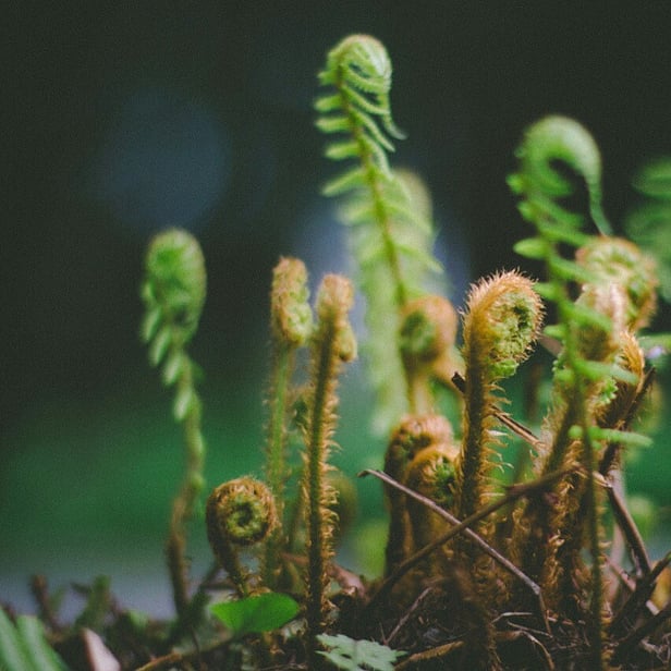 koru plants