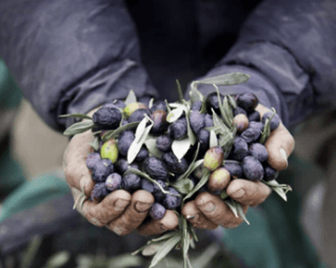 Matakana Botanicals' Olive Oil is sourced locally and naturally high in Oleic acid, making it an excellent skin cell regenerator and effective in improving skin elasticity.
