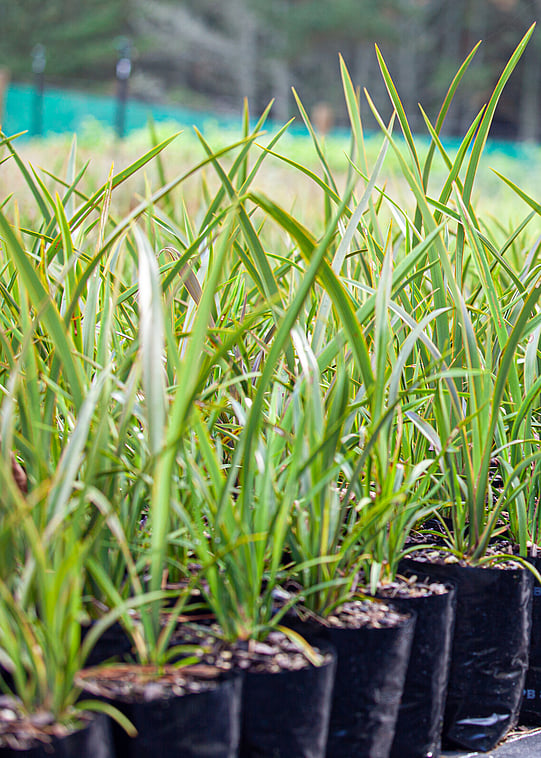 Native plants grown by Ngaroma Natives. Nursery in Ngaroma, King Country, New Zealand. Natives for  riparian, wetland, restoration & revegation planting.