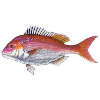Fishing | Mt Maunganui Sports Fishing Club
