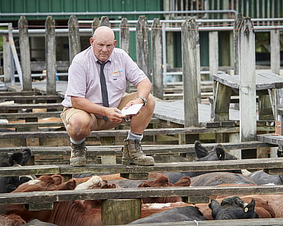 Craig Brown Photographer's image of a man at stock sale yards
