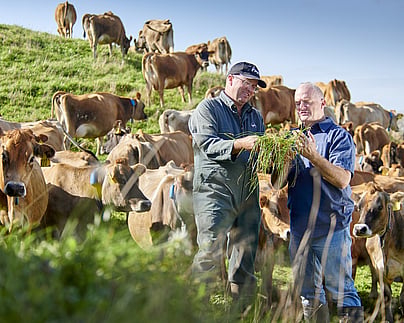 Craig Brown Photographer's image of two men looking at grass in a paddock with cows in background