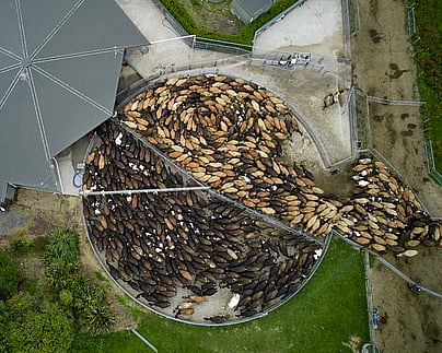 Craig Brown Photographer's arial image of cows going in for milking